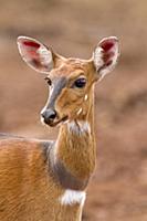 Bushbuck (Tragelaphus scriptus) female, Aberdare N