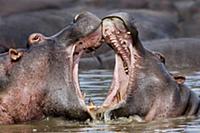 Hippopotamus (Hippopotamus amphibius) sub-adults s