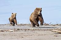 Grizzly Bear (Ursus arctos horribilis) mother and 