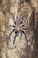 Tarantula (Lampropelma sp), Danum Valley Conservat