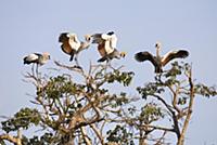 Grey Crowned Crane (Balearica regulorum) group in 