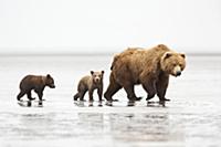 Grizzly Bear (Ursus arctos horribilis) mother and 