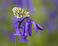 Orange Tip (Anthocharis cardamines) butterfly on E