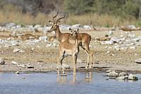 Black-faced Impala (Aepyceros melampus petersi) ma
