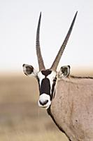 Oryx (Oryx gazella), Etosha National Park, Namibia
