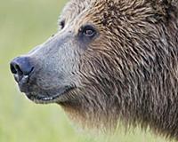Grizzly Bear (Ursus arctos horribilis), Lake Clark