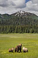Grizzly Bear (Ursus arctos horribilis) mother and 