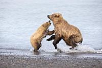 Grizzly Bear (Ursus arctos horribilis) mother play
