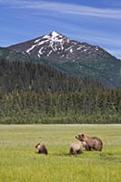 Grizzly Bear (Ursus arctos horribilis) mother and 